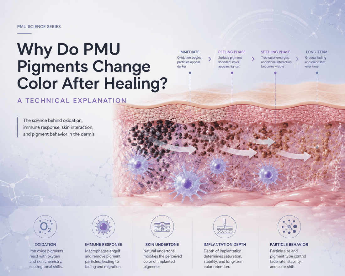 Illustration showing PMU pigment color change after healing, depicting pigment particles interacting with skin layers, immune response, oxidation process, and color shift mechanisms within dermal tissue.